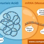 difference between rna and mrna
